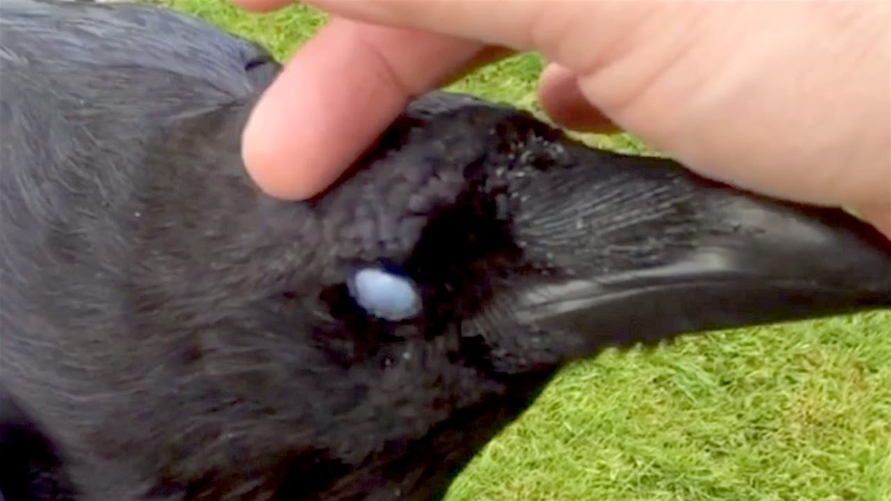 Making music with ravens…